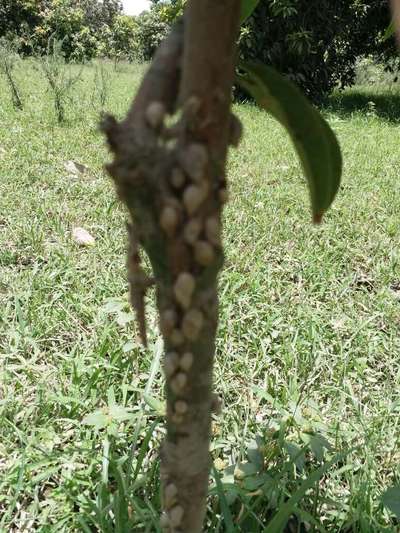 Golden Apple Snail - Mango