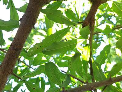 Alternaria Black Spot and Fruit Rot - Pomegranate