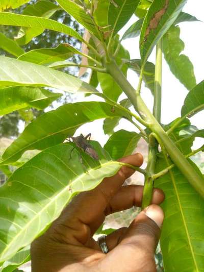 Stink Bugs on Maize, Millet and Sorghum - Mango
