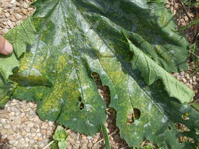 Virus de la Mosaïque du Concombre - Courgettes