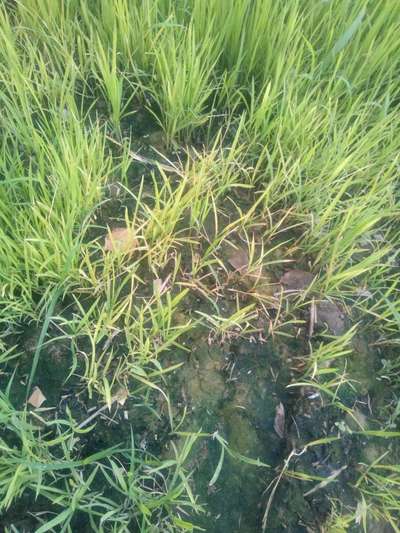 Nitrogen Deficiency - Rice