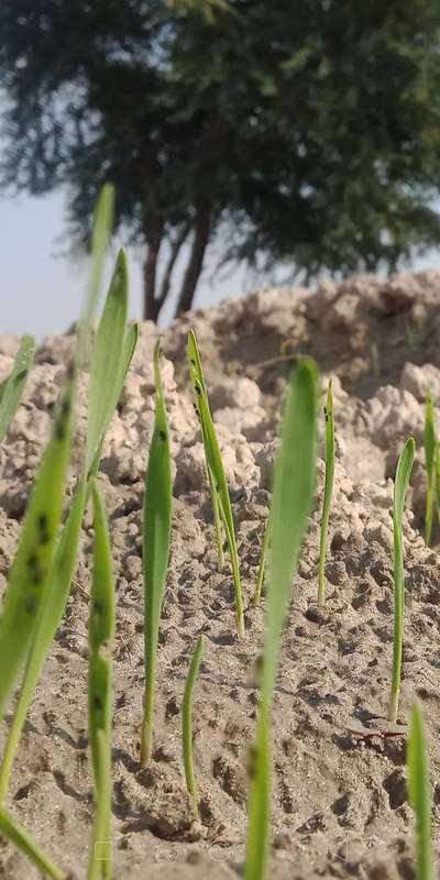 Aphids - Wheat