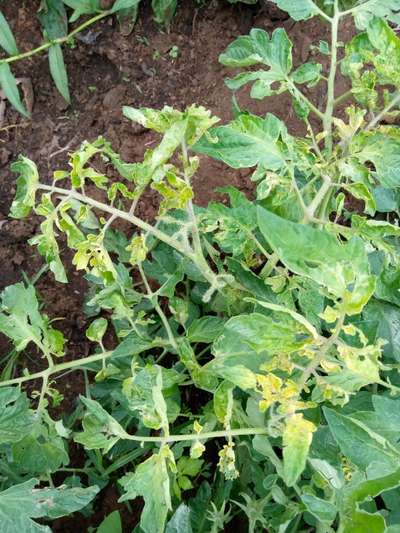 Tomato Yellow Leaf Curl Virus - Tomato