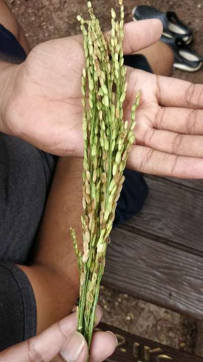 Bacterial Panicle Blight - Rice