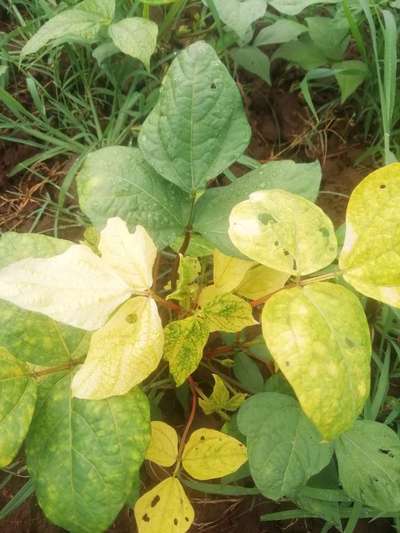 Bean Common Mosaic Virus - Black & Green Gram