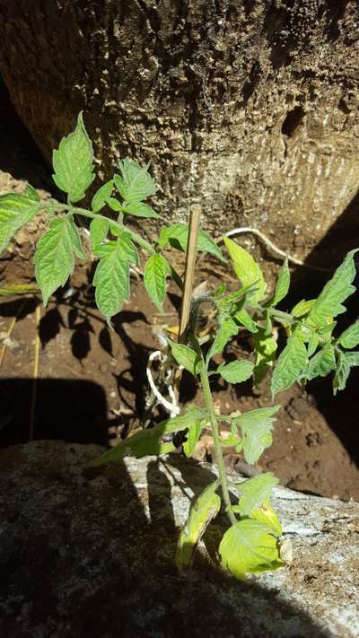 Deficiencia de nitrógeno - Tomate