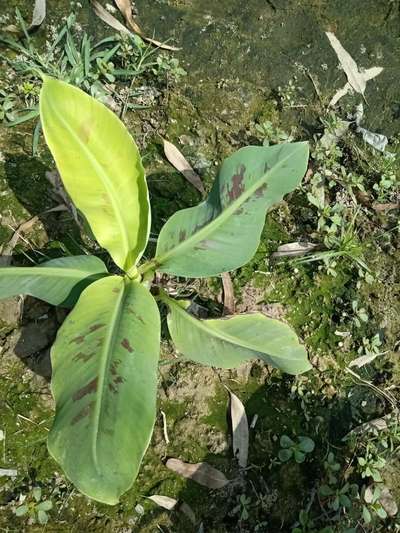 तम्बाकू की इल्ली - केला