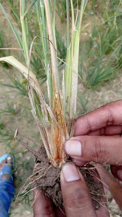 Yellow Stem Borer - Rice