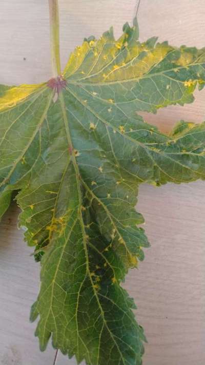 Downy Mildew of Cucurbits - Okra