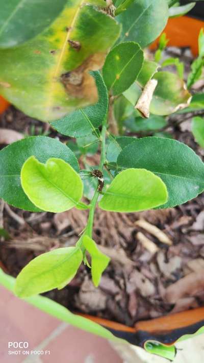 Giant Swallowtail Caterpillar - Citrus