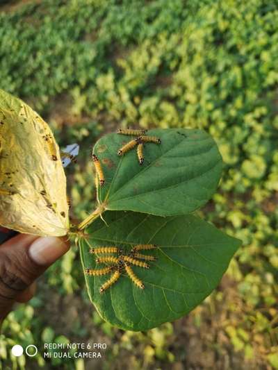 Castor Hairy Caterpillar - Cotton