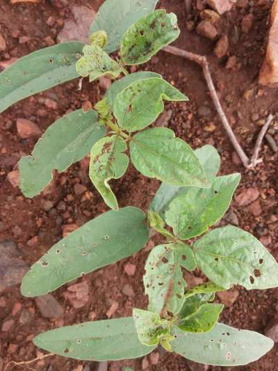 Flea Beetles - Black & Green Gram