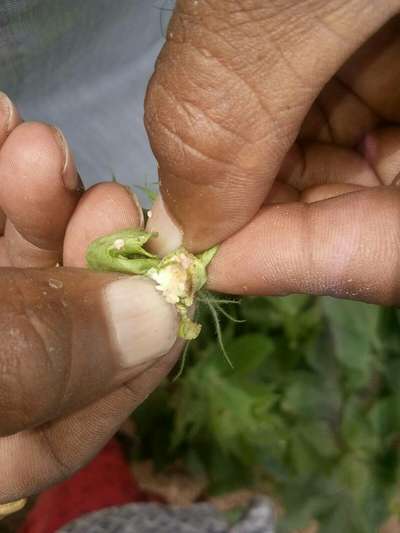 Pink Bollworm - Cotton