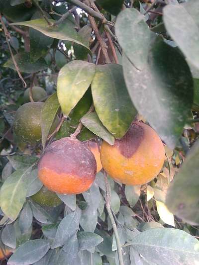 Anthracnose of Lime - Citrus