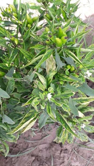 Magnesium Deficiency - Capsicum & Chilli