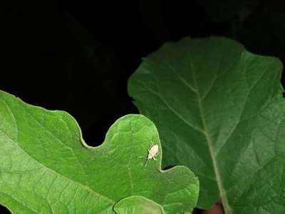 Broad nosed Weevils - Brinjal