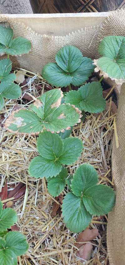 Potassium Deficiency - Strawberry