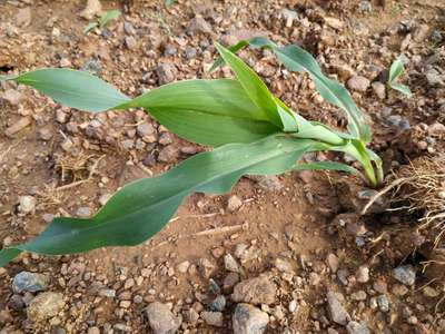 Calcium Deficiency - Maize