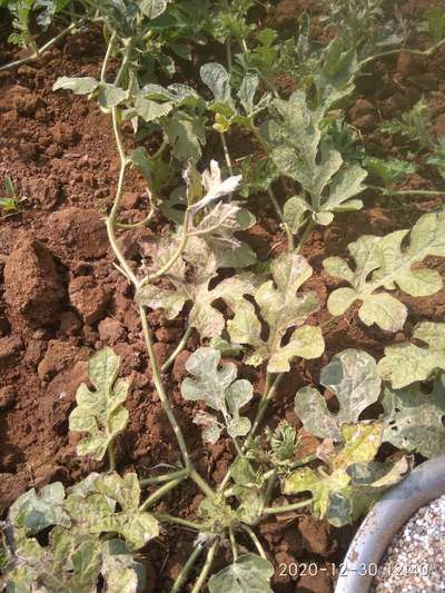 Leaf Miner Flies - Melon