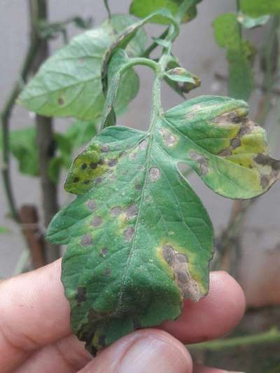 Mancha-de-septoria / Septoriose - Tomate