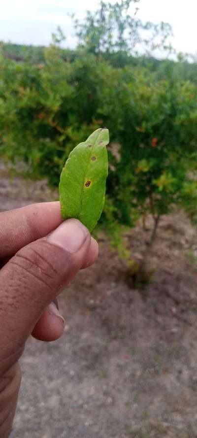 దానిమ్మలో పక్షి కన్ను తెగులు - నిమ్మజాతి