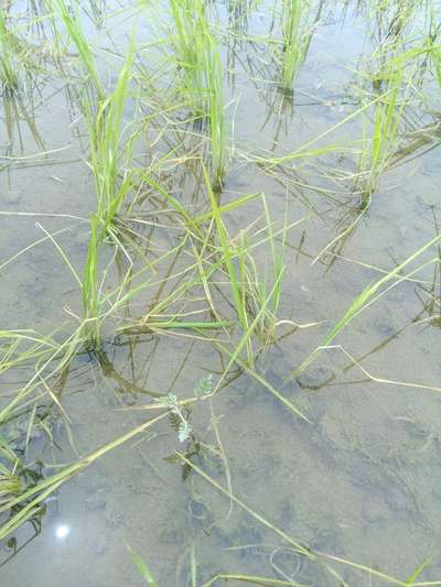 Bacterial Blight of Rice - Rice