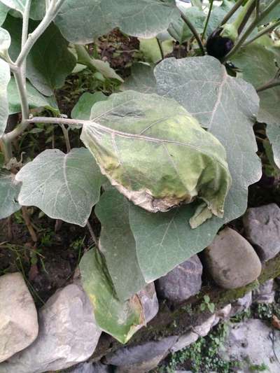 Brinjal Shoot and Fruit Borer - Brinjal