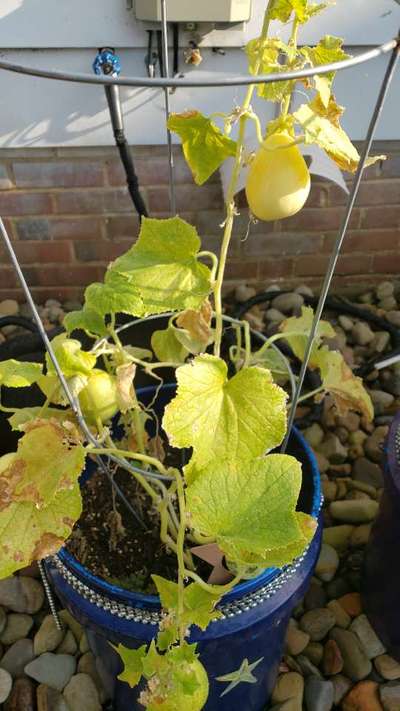 Leaf Blight of Cucurbits - Cucumber