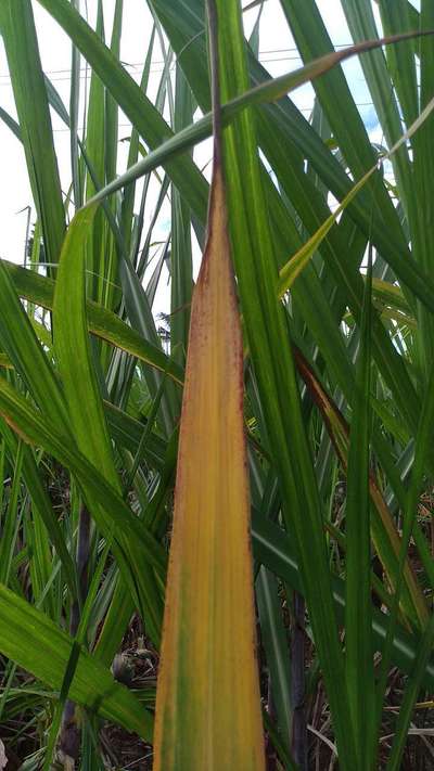 Potassium Deficiency - Sugarcane