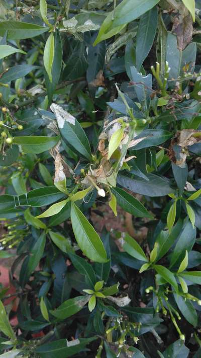 Jasmine Moth - Capsicum & Chilli