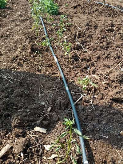 Thrips - Capsicum & Chilli