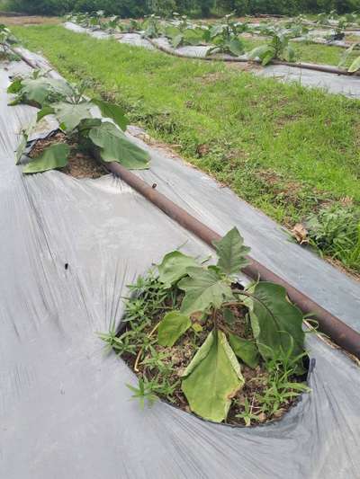 Foot and Collar Rot - Brinjal