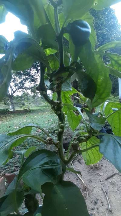 Ácaros de las Agallas - Capsicum y chile