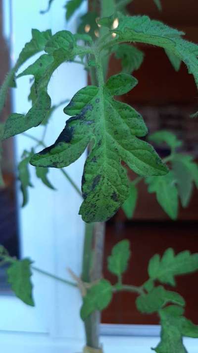 Tuta Absoluta - Tomates