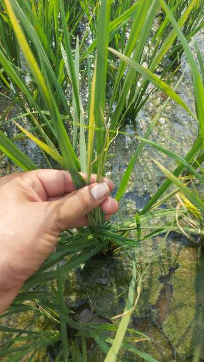 Phosphorus Deficiency - Rice