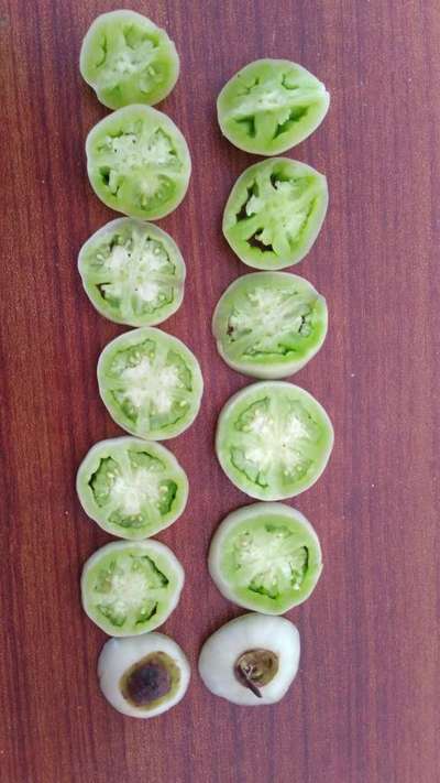 Blossom End Rot - Tomato