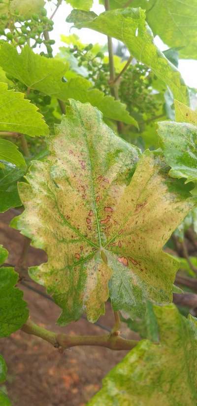 Black Rot of Grape - ದ್ರಾಕ್ಷಿ