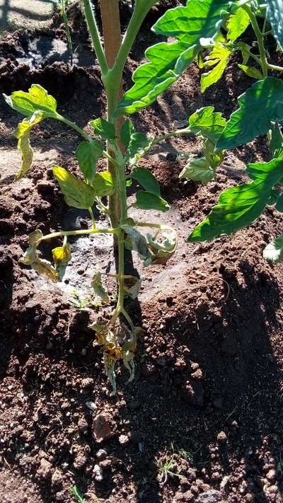 Bacterial Wilt - Tomato