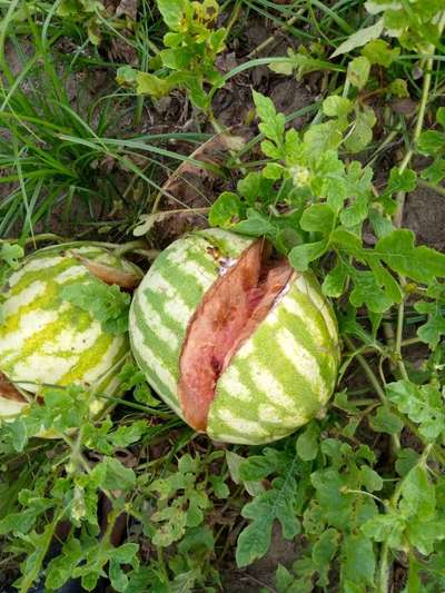 Fruit Cracking - Melon