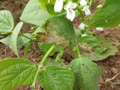 ಚಿಗಟ ಜೀರುಂಡೆ (ಫ್ಲೀ ಬೀಟಲ್) - ಹುರುಳಿ