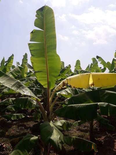 Iron Deficiency - Banana