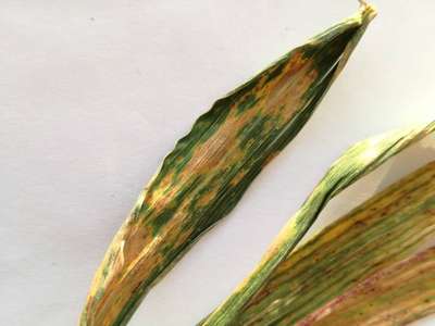 Septoriose du Blé - Plants de Blé