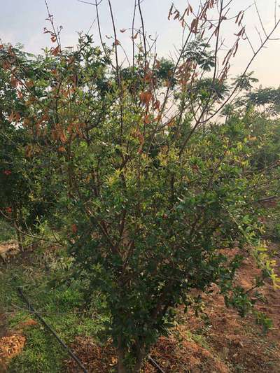 Pomegranate Wilt - Pomegranate