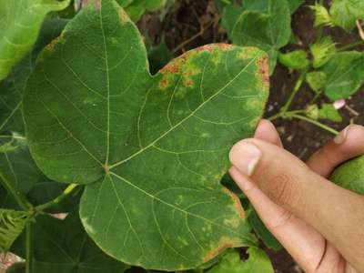 Potassium Deficiency - Cotton