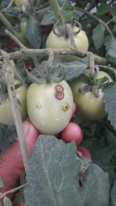 Bacterial Spot and Speck of Tomato - Tomato