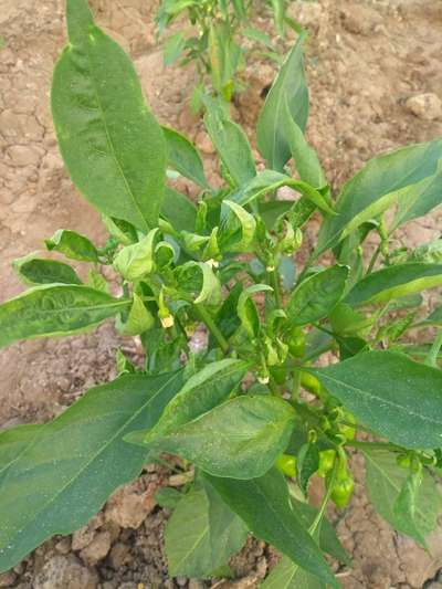 Anthracnose of Pepper - Capsicum & Chilli