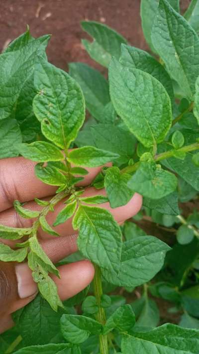 Blackleg of Potato - Potato