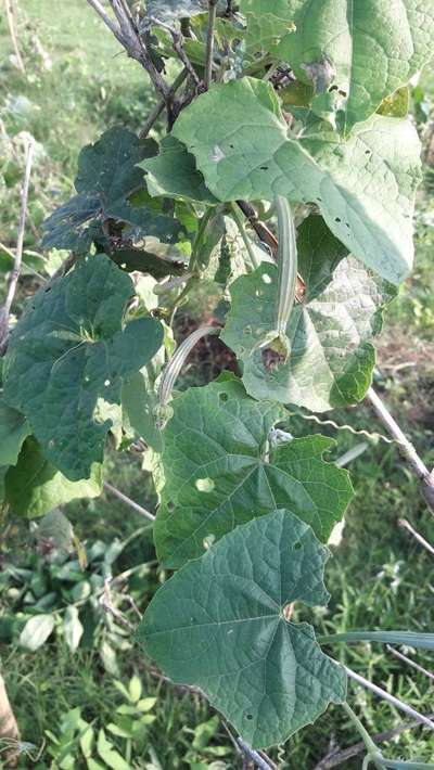 Melon Fruit Fly - Cucumber