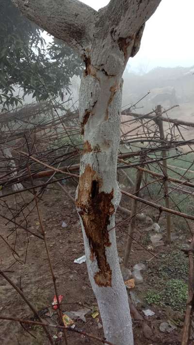 Mango Stem Borer - सिट्रस (नींबू वंश)