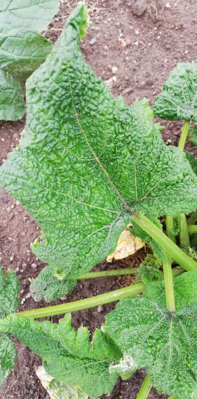 Virus de Frisolée des Feuilles du Haricot Urd - Courgettes